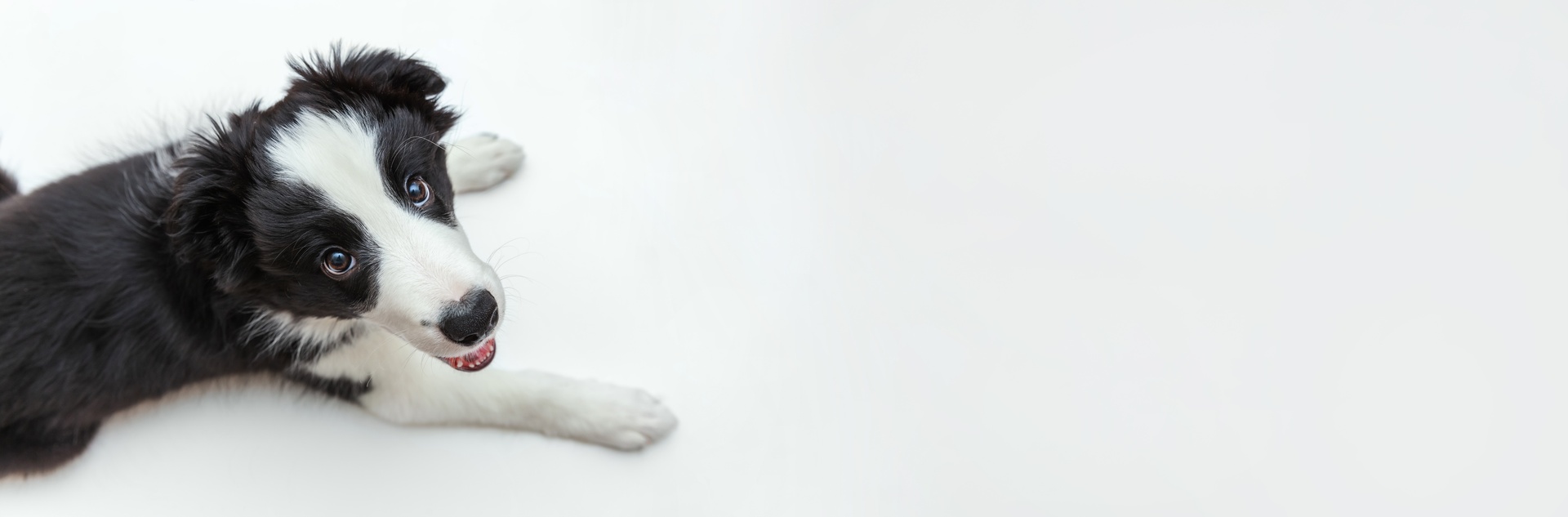 Goldsmith Veterinary Clinic